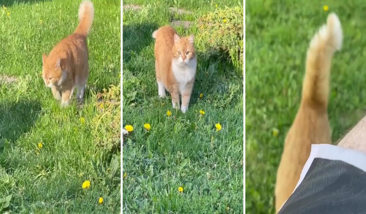 Cute cat plays on the grass; ginger babies