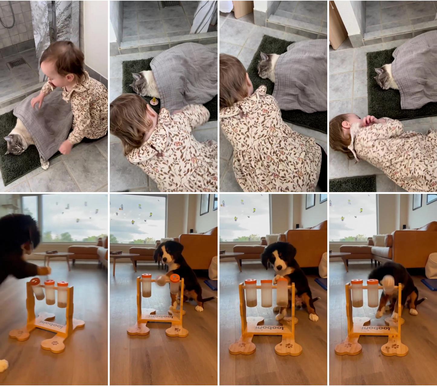 Cute cat sleeping taking care by cute kid; dogs having fun at home