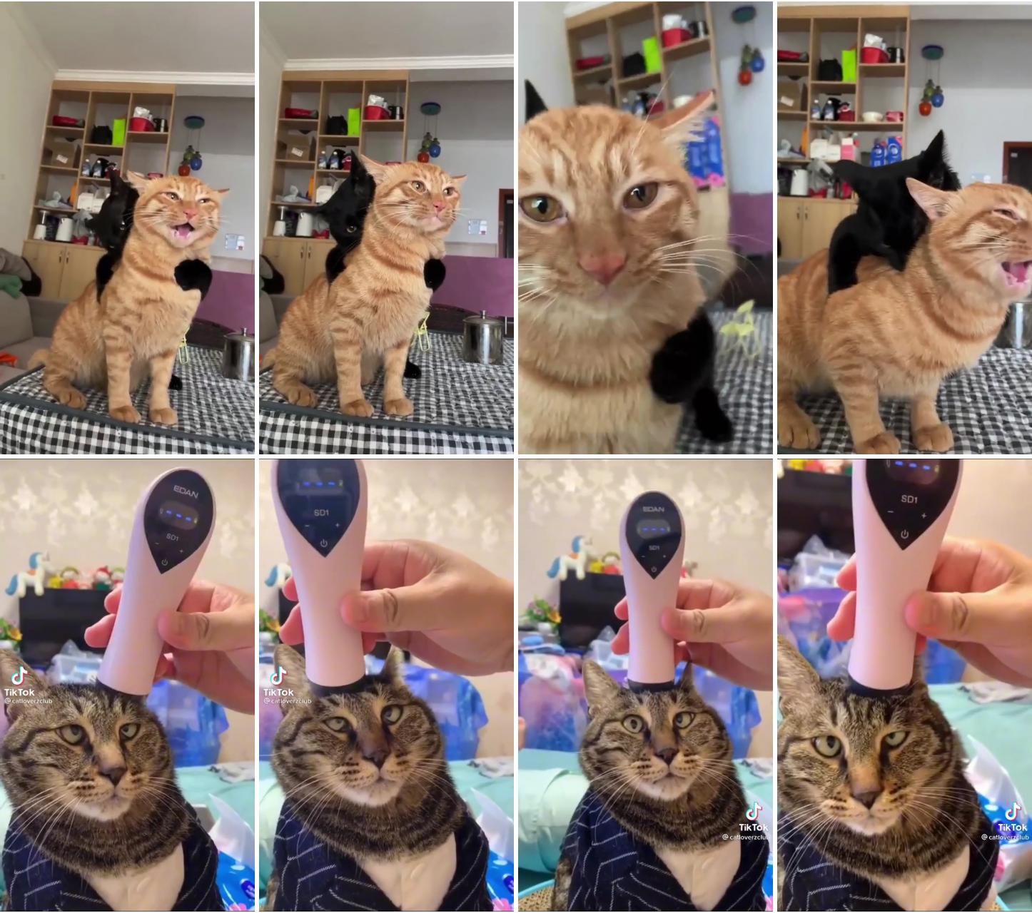 Cute cats; head massage 