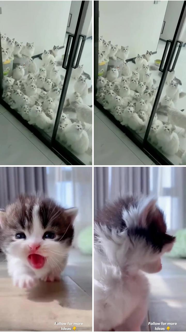 Cute kitty cat; super cute kittens