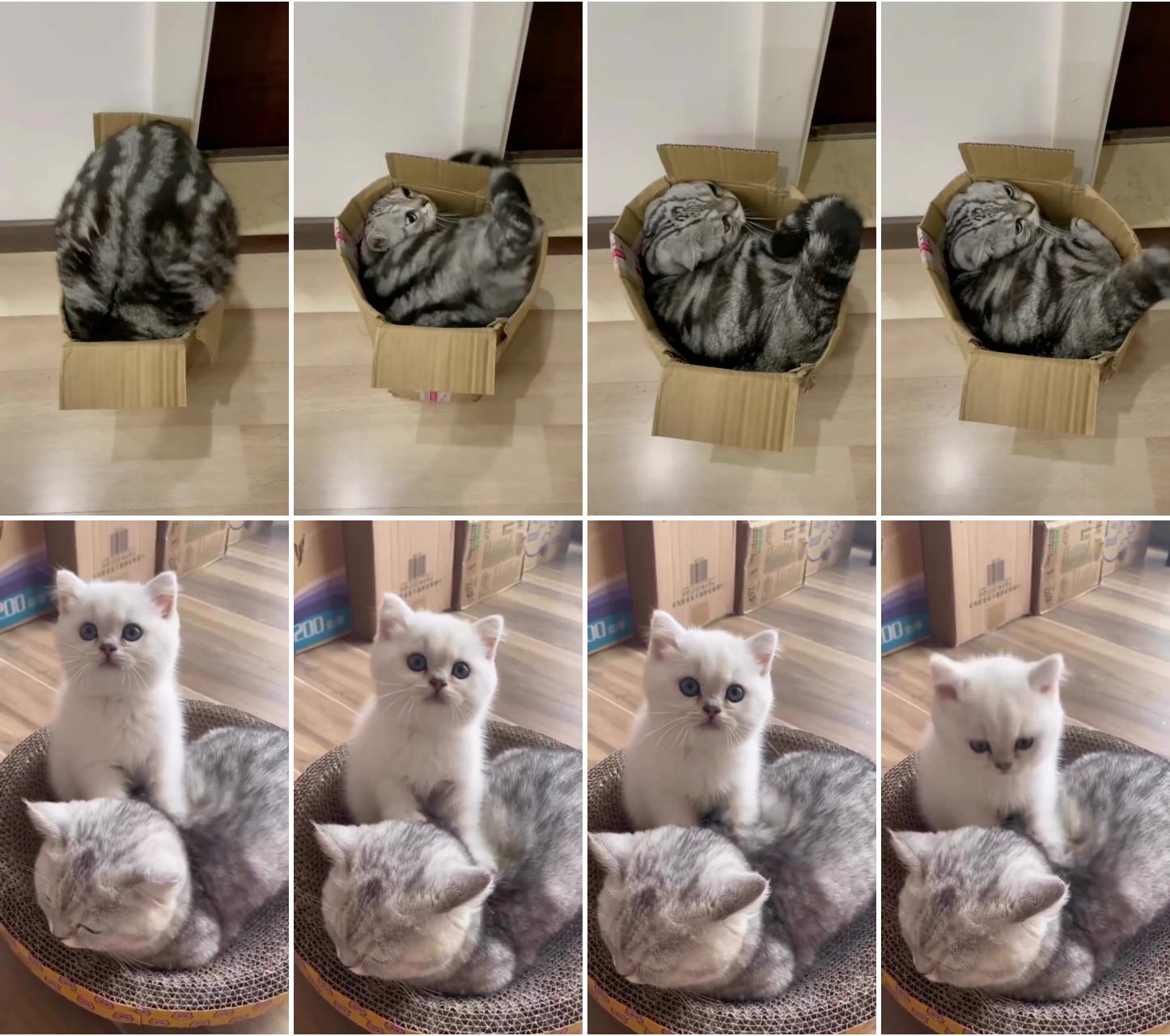 Funny cat setting in the box; funny cute cats