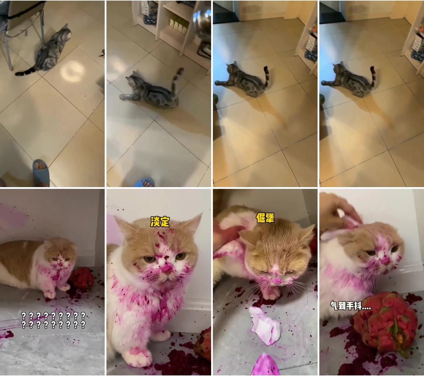 Funny cat video of a kitten chasing the light from the flashlight / crazy cat videos; funny cats 