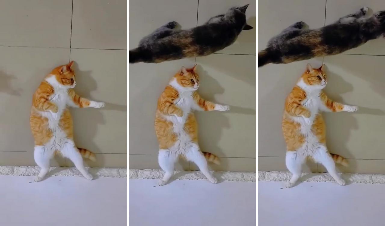 Kung fu kung-fu cat ; funny cat captions