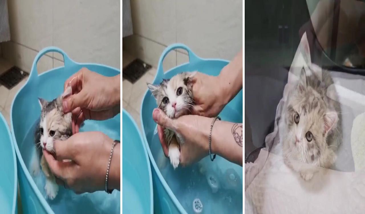 Lovely kittybathing time; kittens