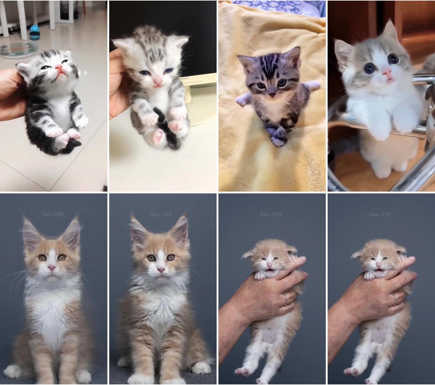 Mainecoon growing day to day; cute baby cats