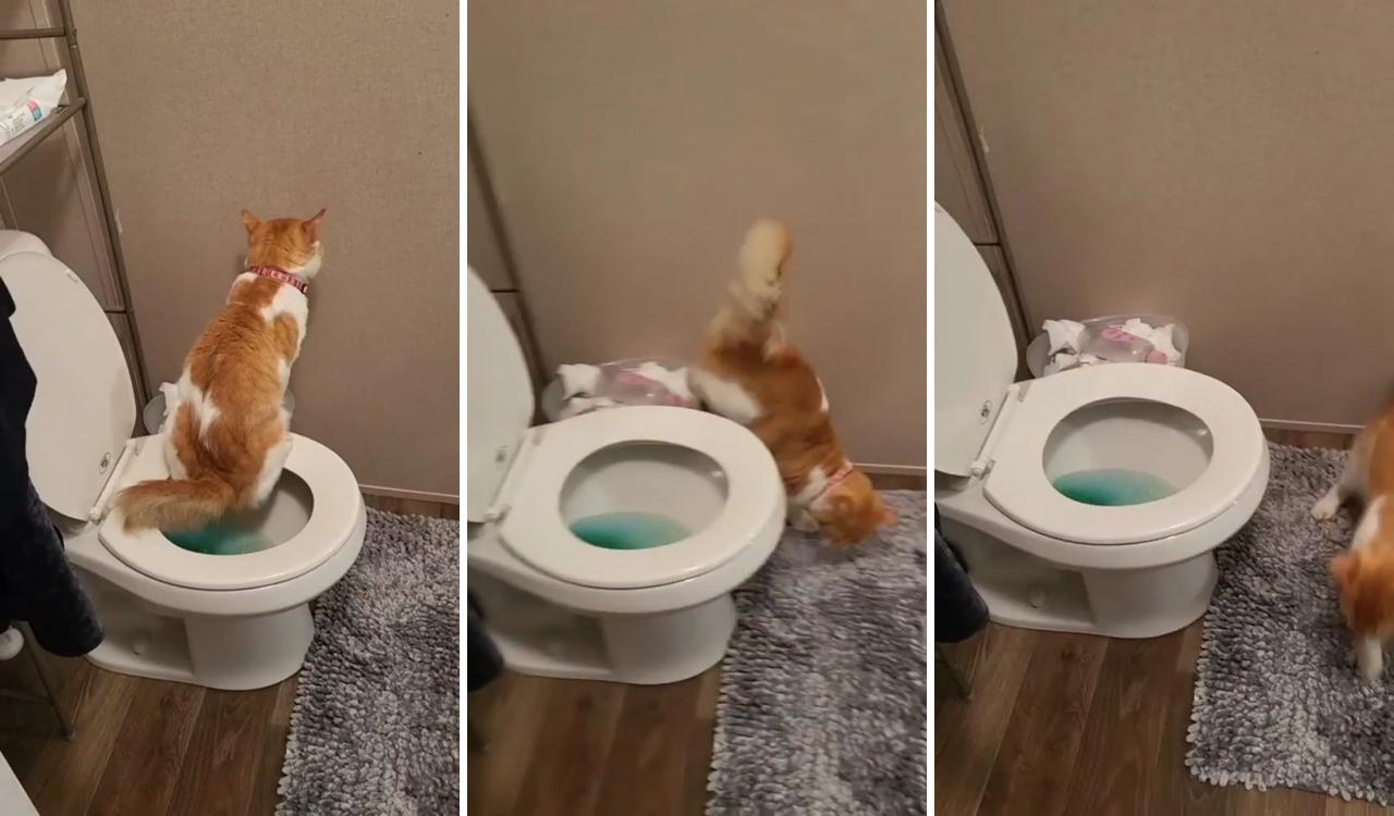 My cat used the toilet without any prior training; funny cats and dogs