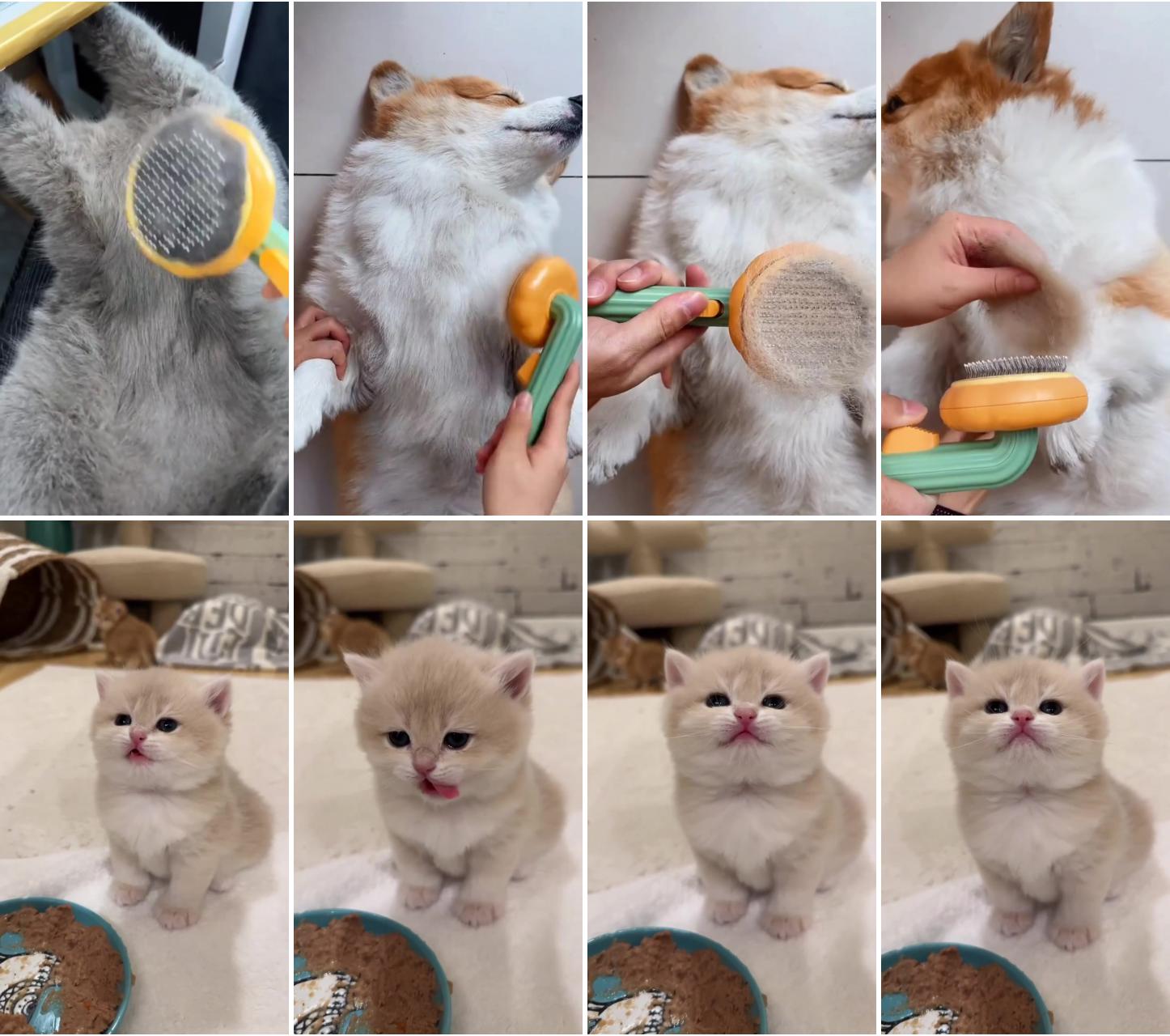 Pet product - cat comb; cute cat