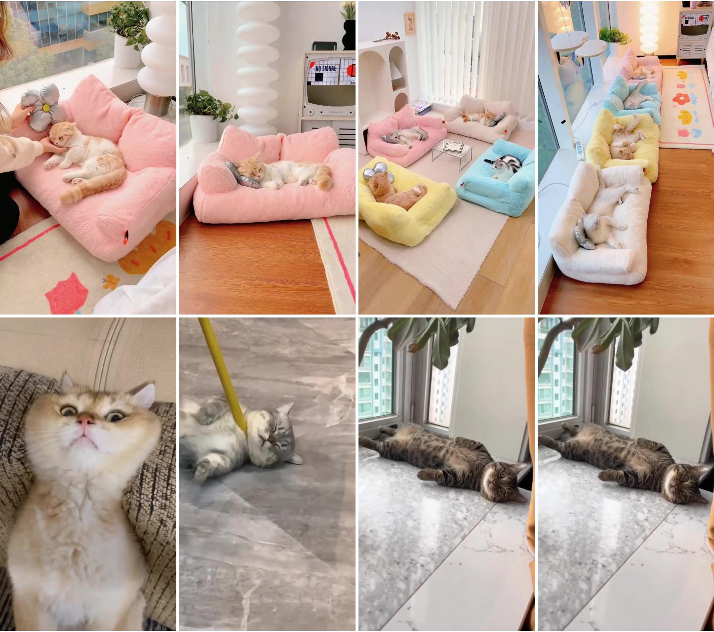 Pure color cat sofa ; cute cat gif