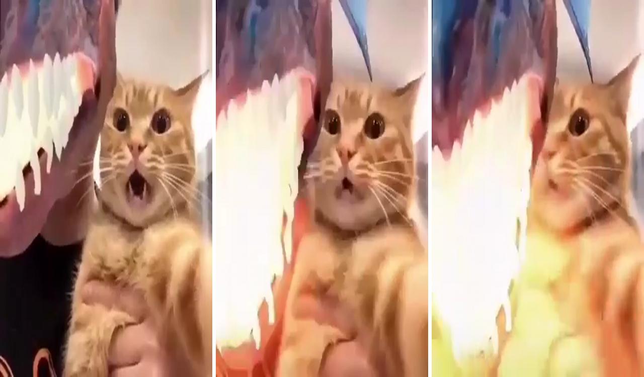 Reaction from the cat; dumb cats