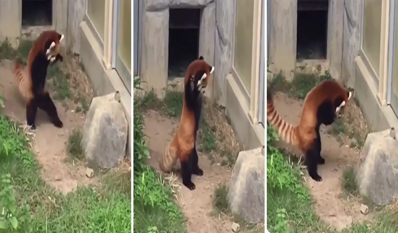 Red panda encounters a stone; super cute animals