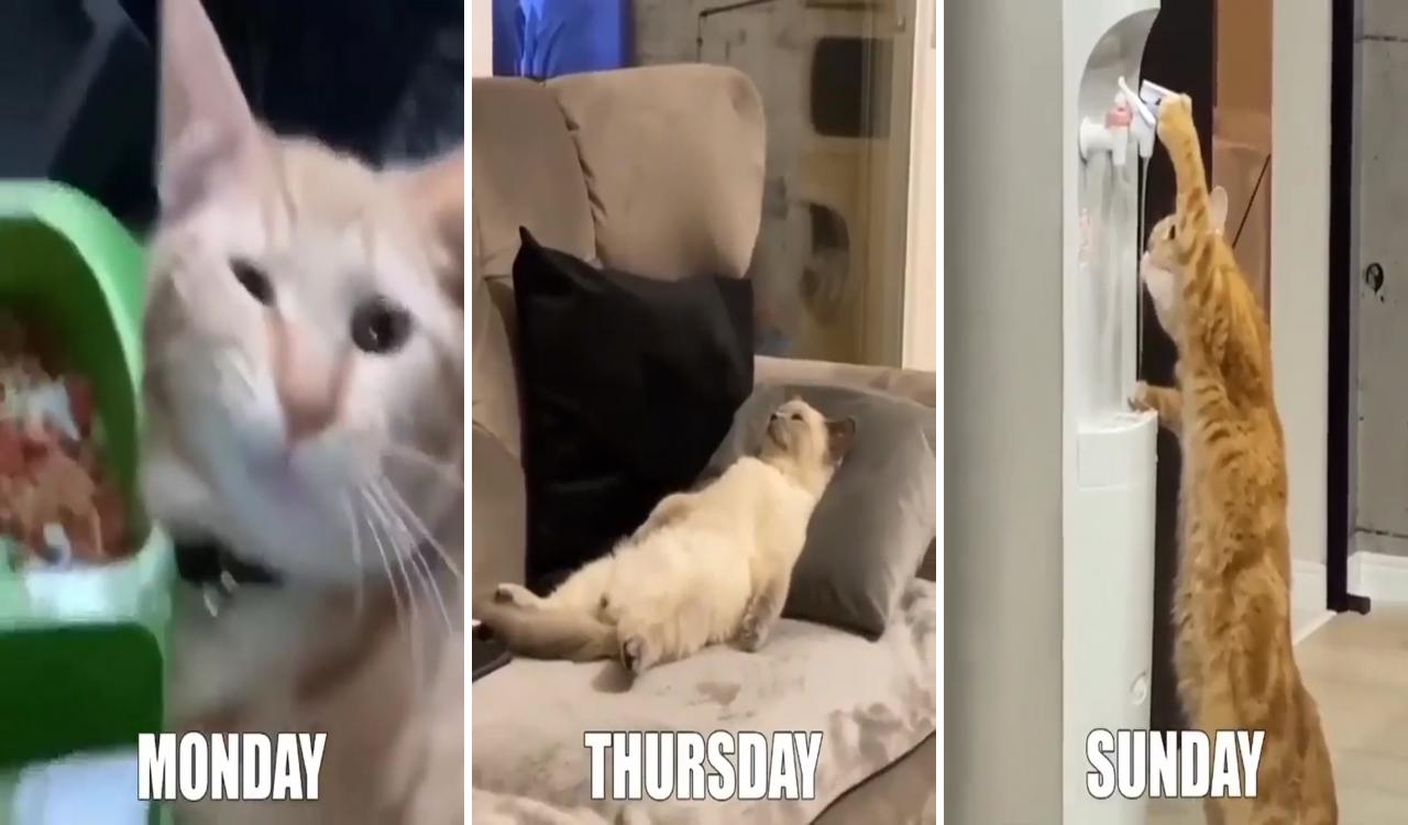 So this is how a cat's weeks going on  share your thoughts; funny cute cats