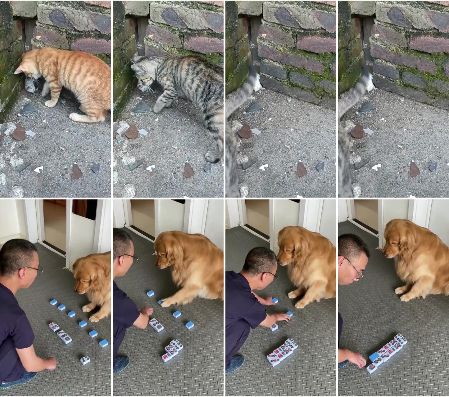 The smart dog knows how to distinguish mahjong #dog; animation camera