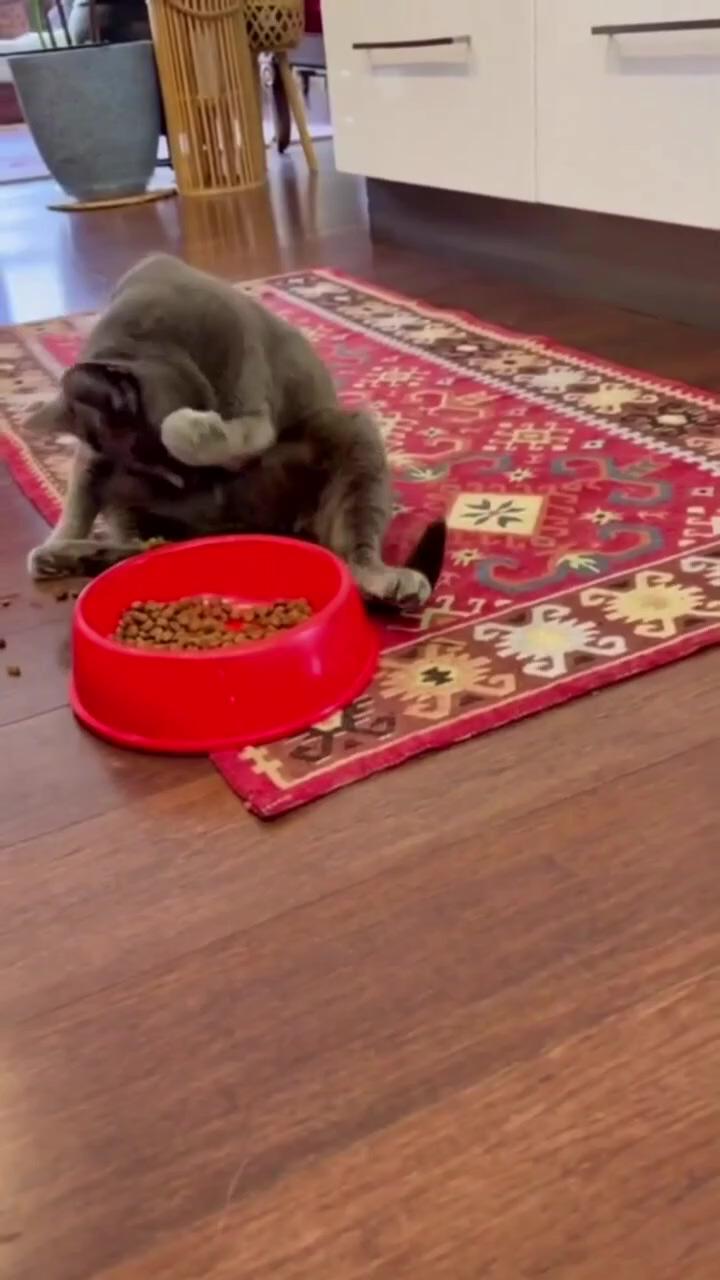 This cat has tt`s own style of eating; animals doing funny things