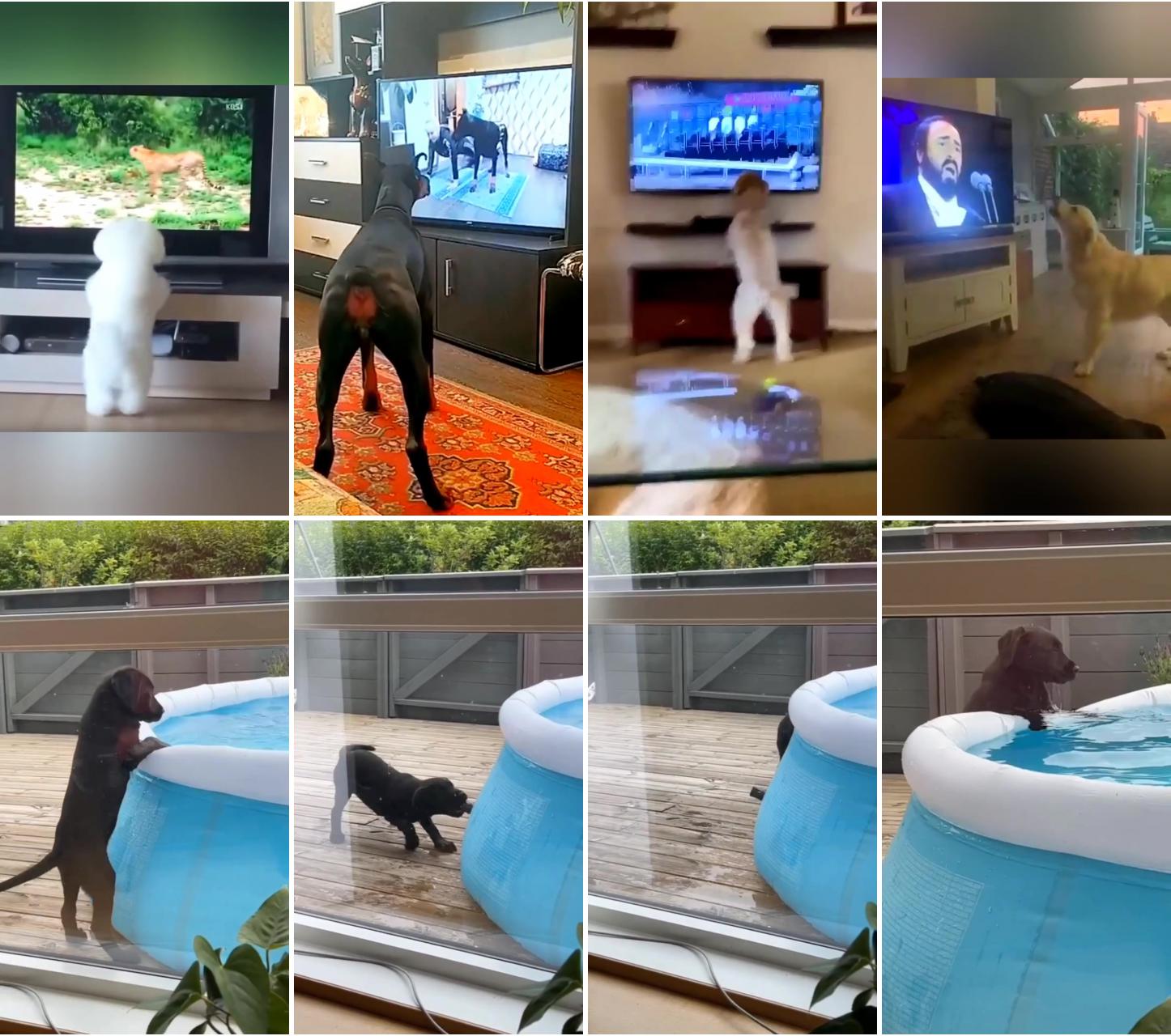 When puppies meet tvs: the funniest reactions ever #funnypuppies #petlovers #dogtv; adorable chocolate labrador puppy video 