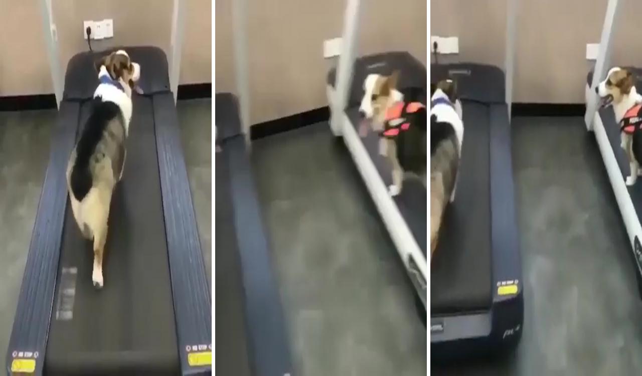 2 types of gym people; corgi funny