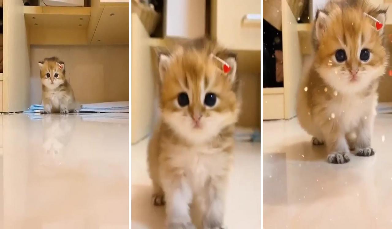 Baby kitty below the bed; cute little kittens