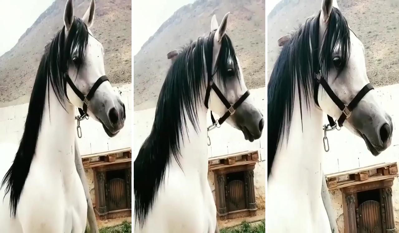 Beautiful horse pictures; beautiful arabian horses