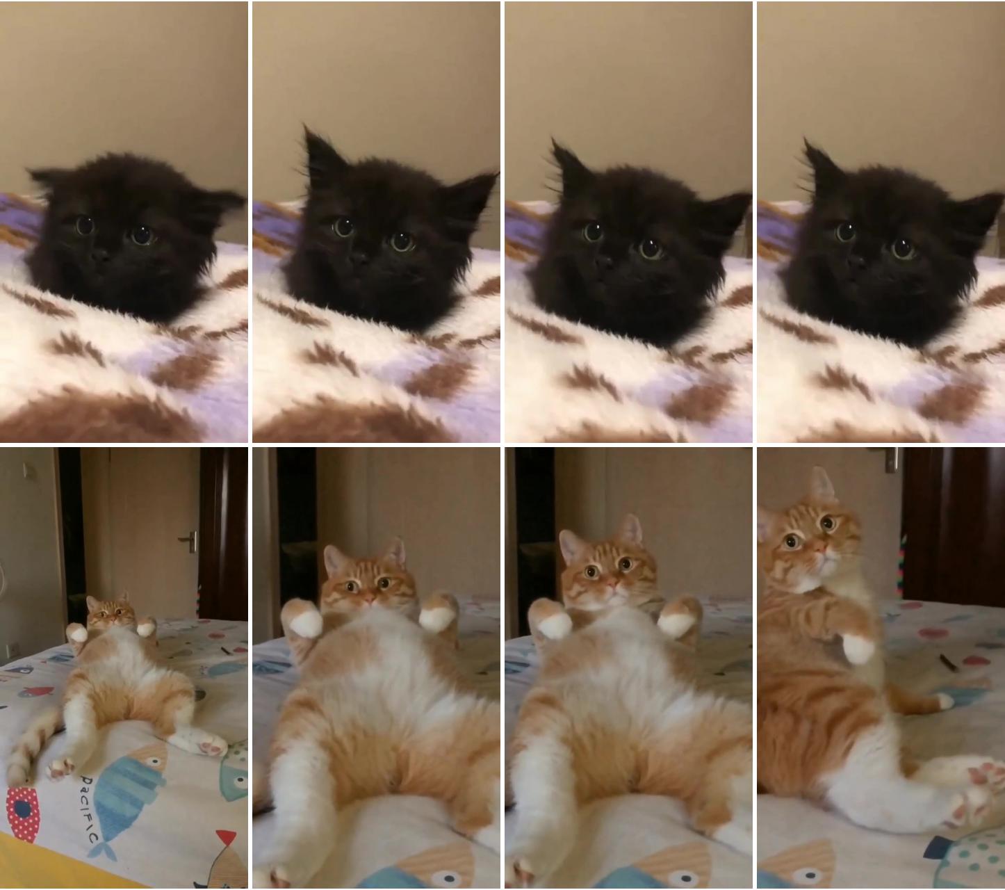Black #blackcat #cat #cats #catsofinstagram #blackcatsofinstagram #catstagram #of #catlover; funny cat videos