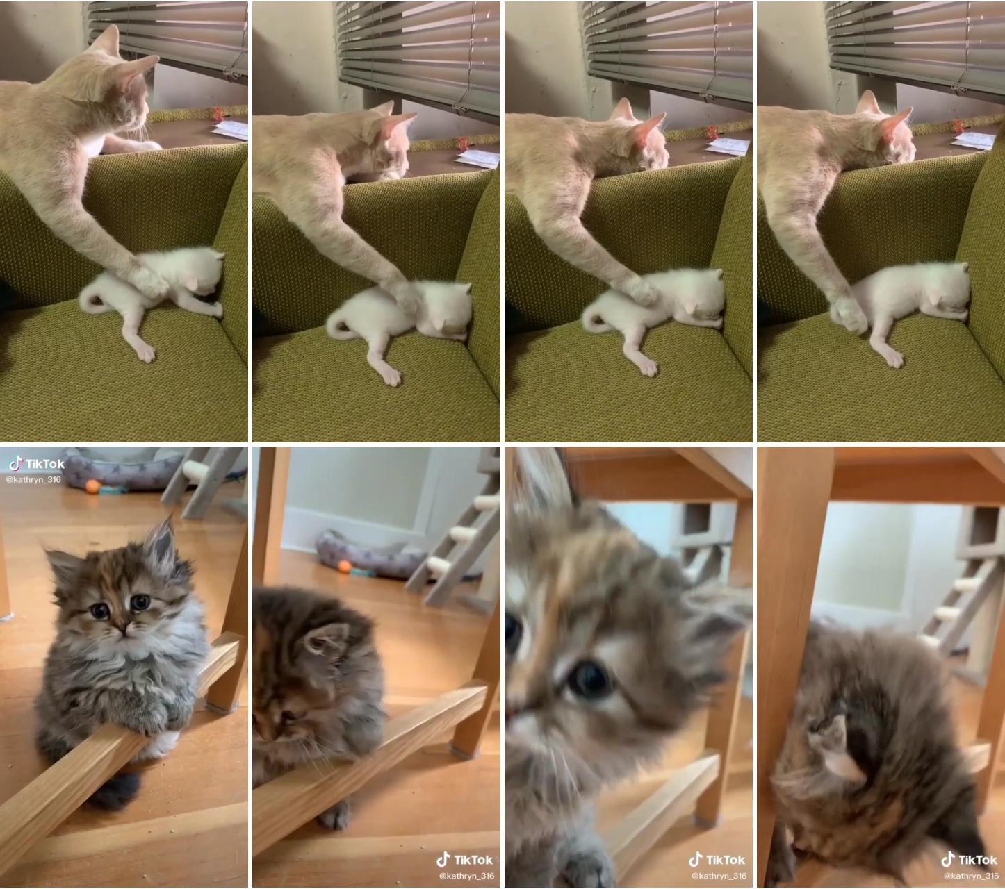 Cat mom pets baby - but can't take her eyes off drama with neighbors; this kitty wants to play 