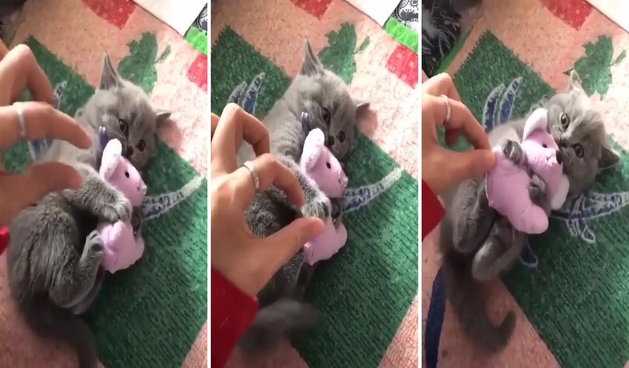 Cat protect his toy check it out; cute baby cats