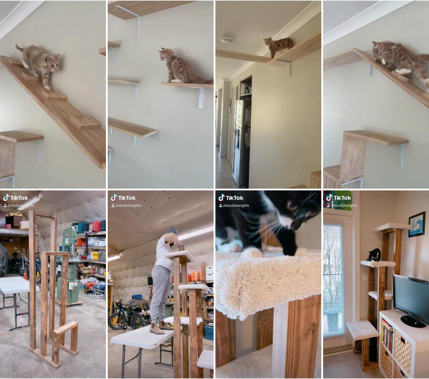 Cat's dream house, cat house, pets care, cat lover, cat shelves; kittens cutest