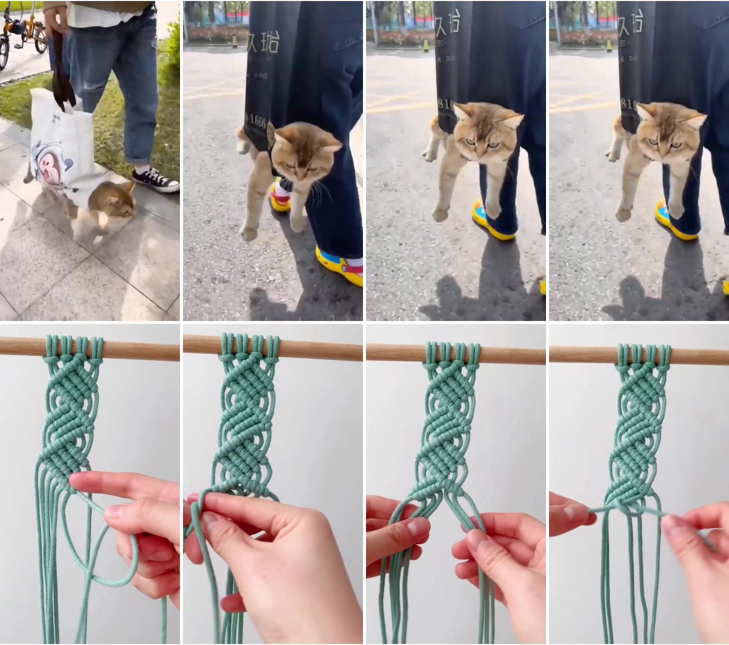 Caty carry idea ; diy cat toys