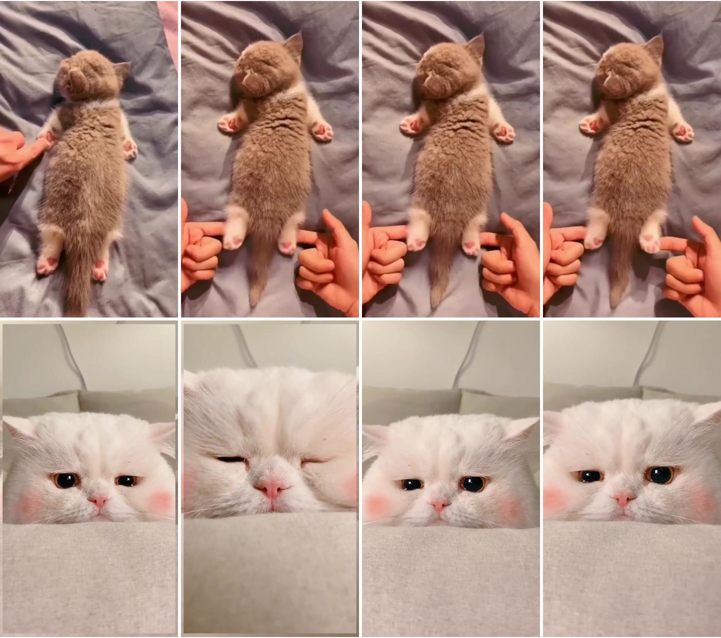 Cute cat; crying cat and her sadness