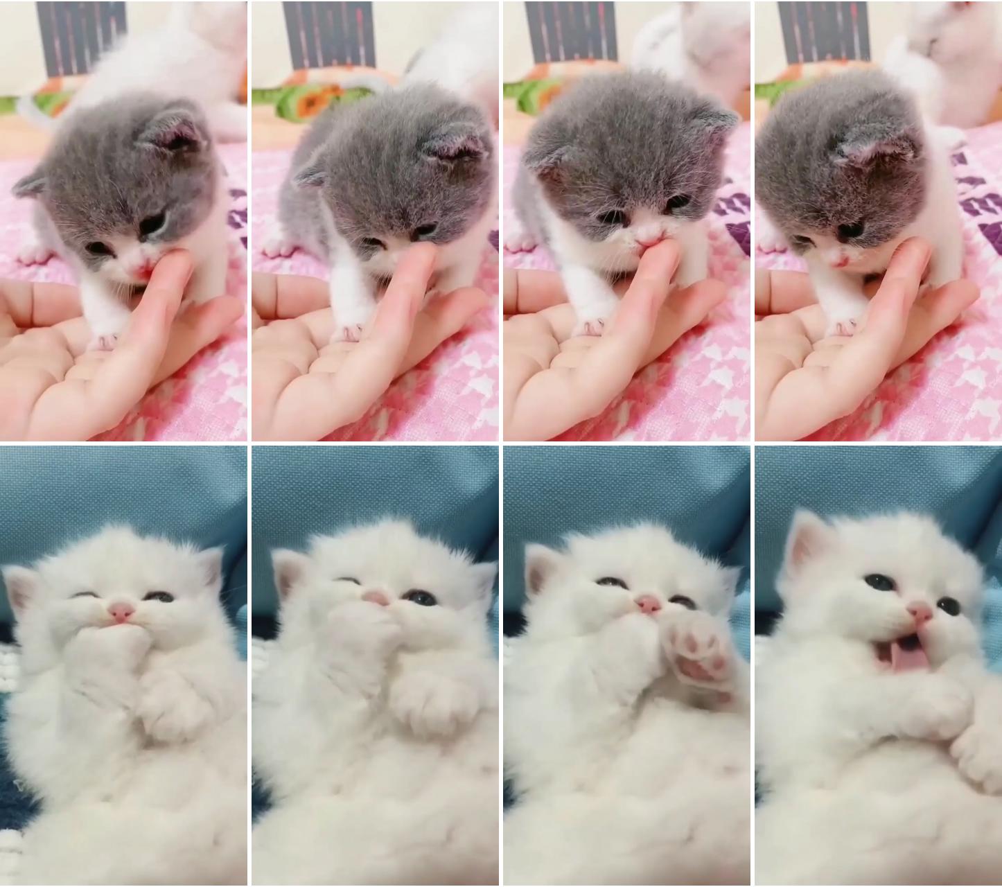 Cute funny kitten video compilation; cute little kittens