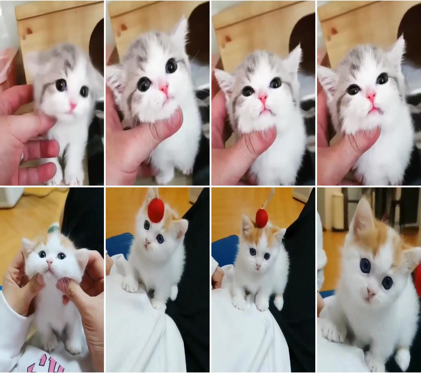 Cute kitten ; a really cute kitten see more on youtube, link in the 