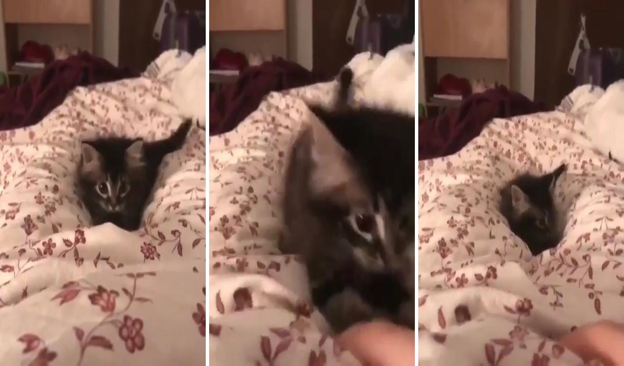 Cute kitten playing in bed; cute little kittens