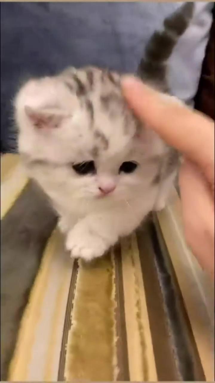 Cute love cat; cat makeup