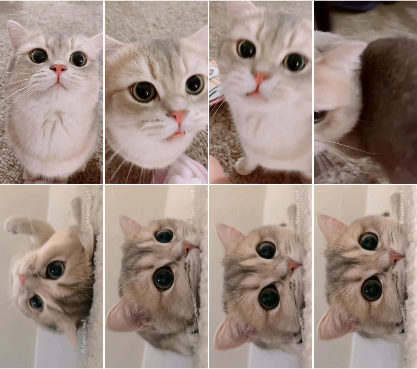 Cuteness overload 100%; cute little kittens