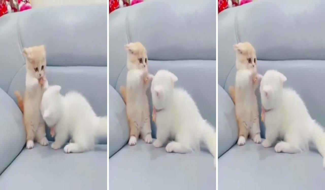 Cutest fight ever; small kittens