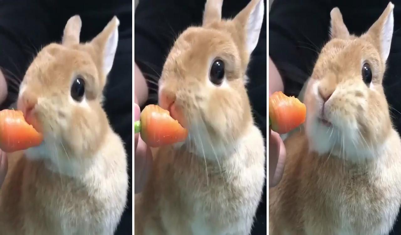  cutest rabbit; cute bunny pictures