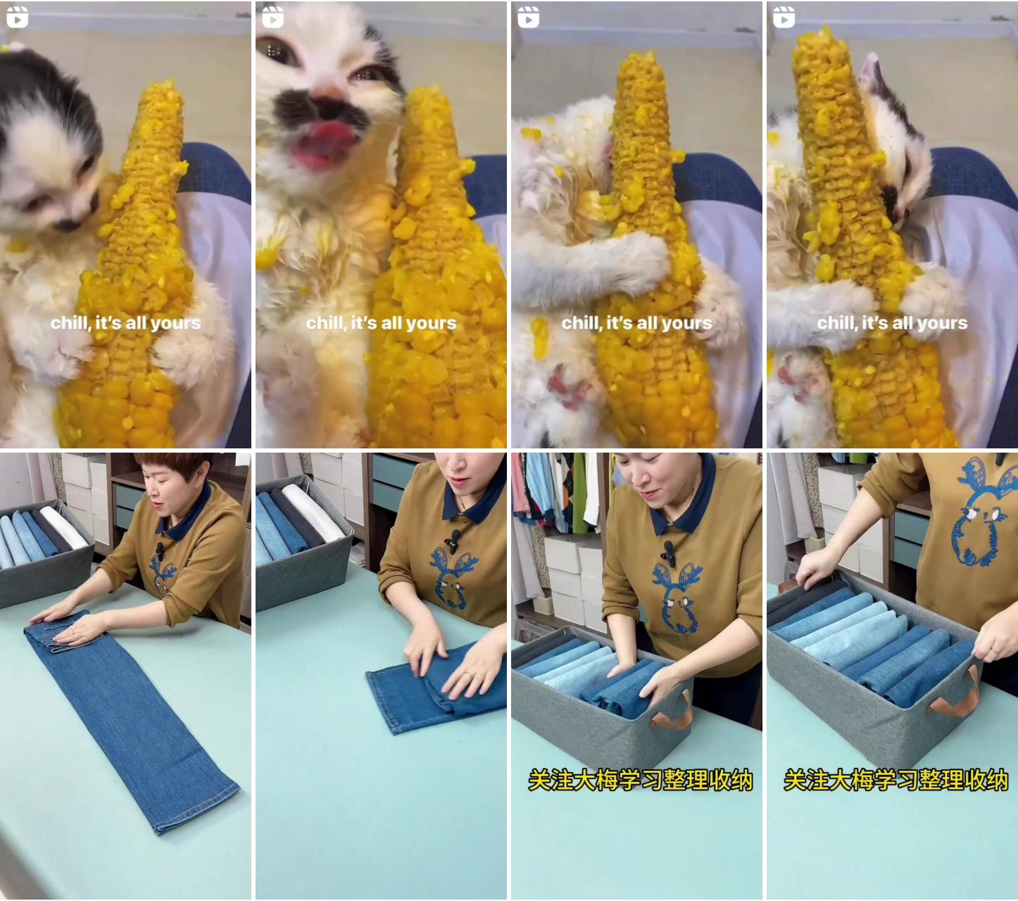 Eating corn; funny cute cats