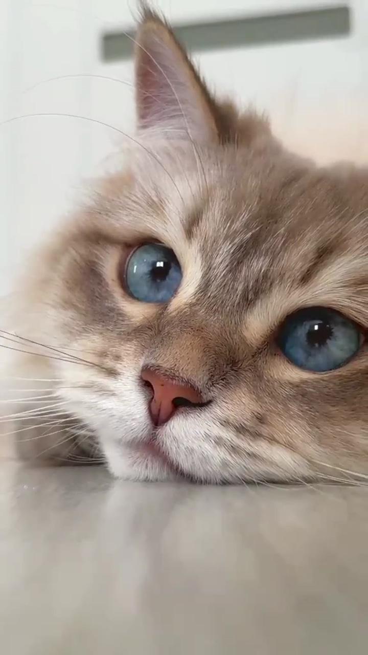  explore the fascinating world of cats  in love with your blue ; chill, just chill lil cat 