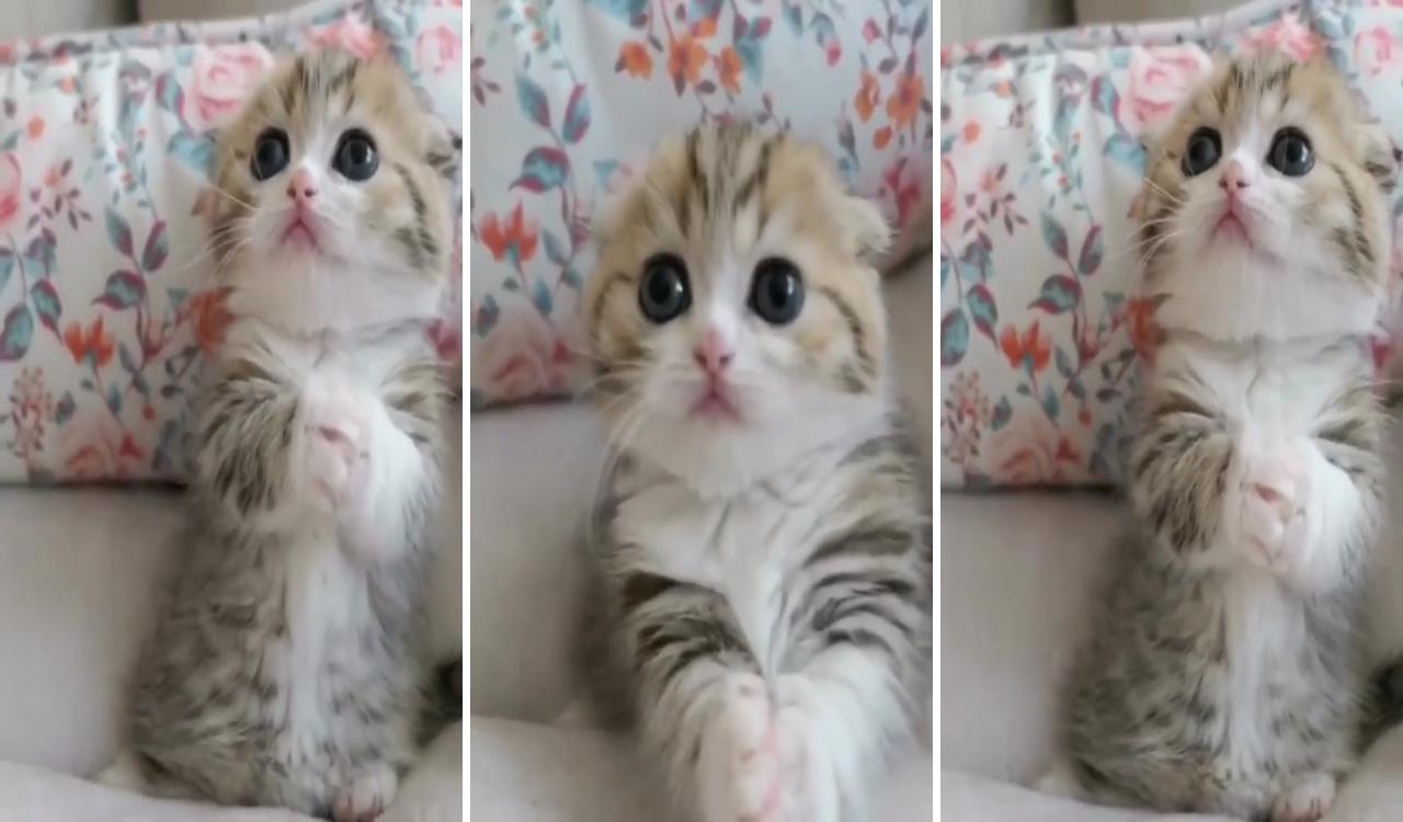 Funny and cute kittens; cute little kittens