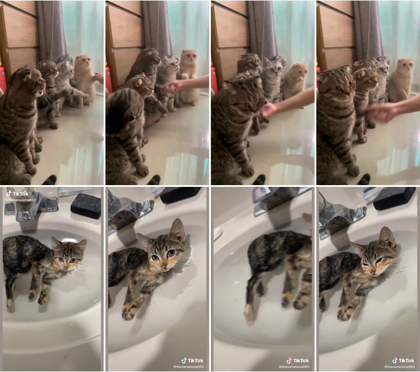 Funny cat videos hilarious; kitten love to bath