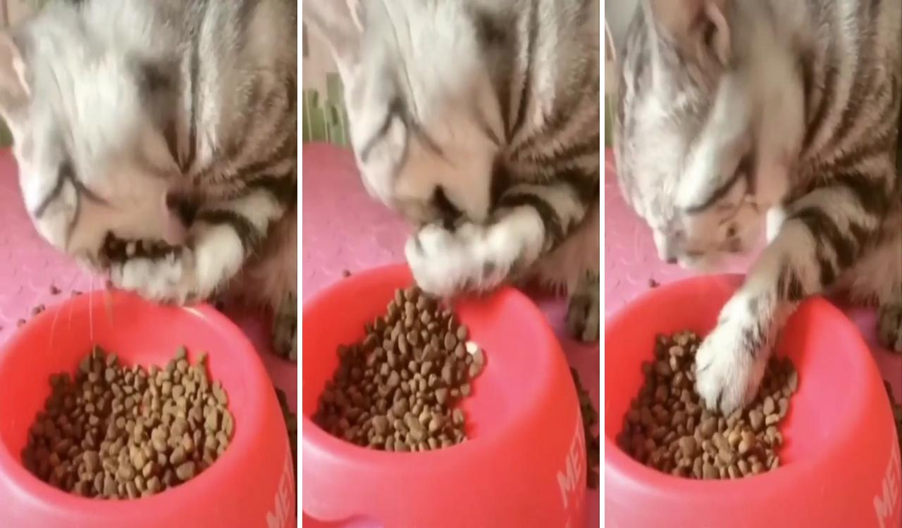 Funny way of eating ; cute cat gif