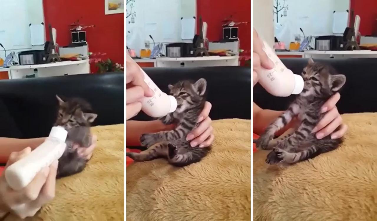 Hangry kitten drinks milk; cute cat gif