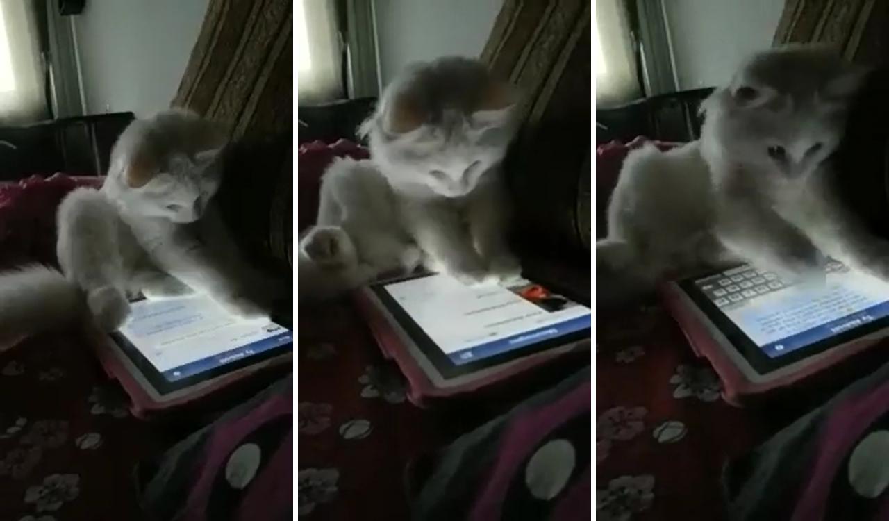 How to use ipad watch more cuteness on my youtube; cute kittens