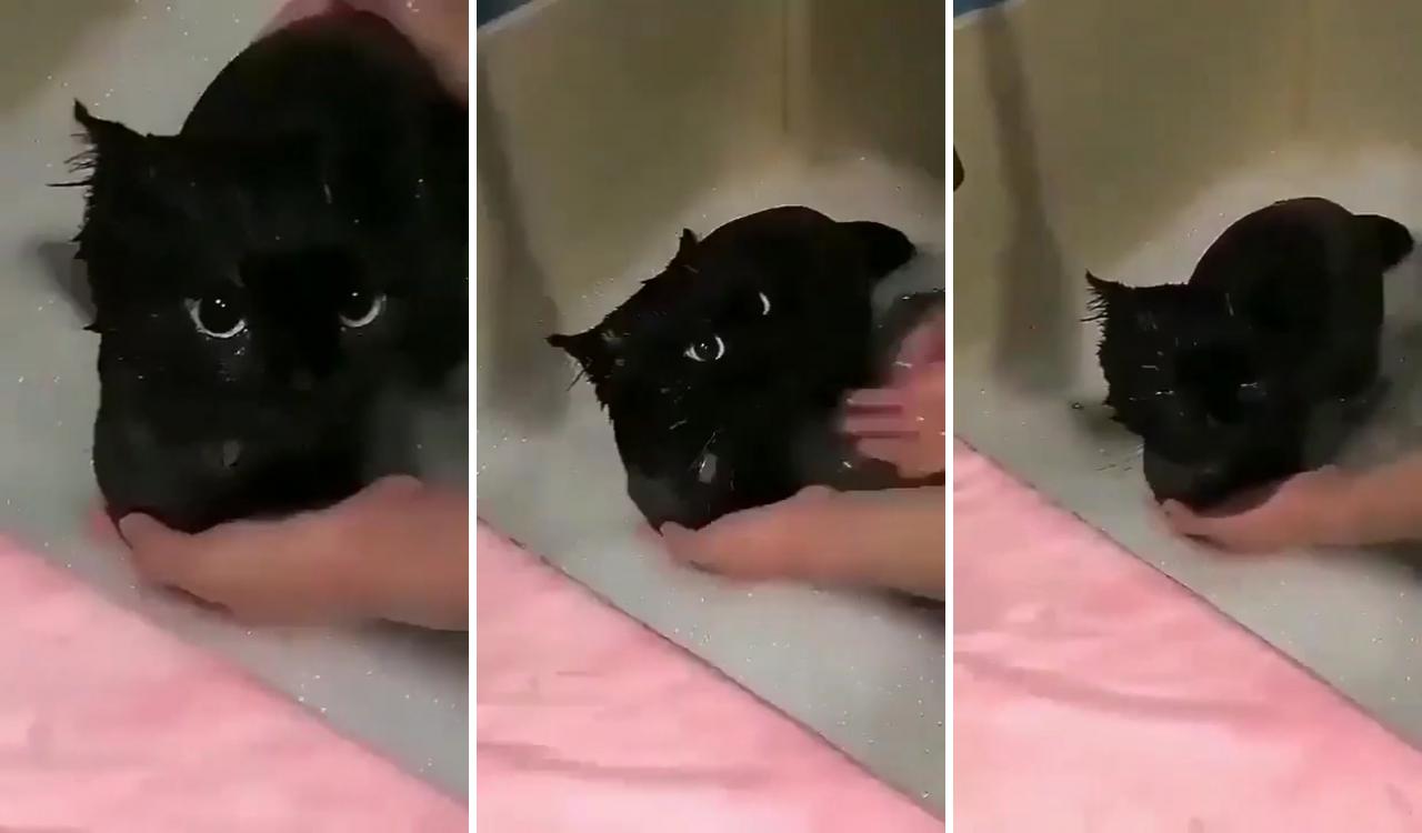 I really like to bathe ; cute kitten gif