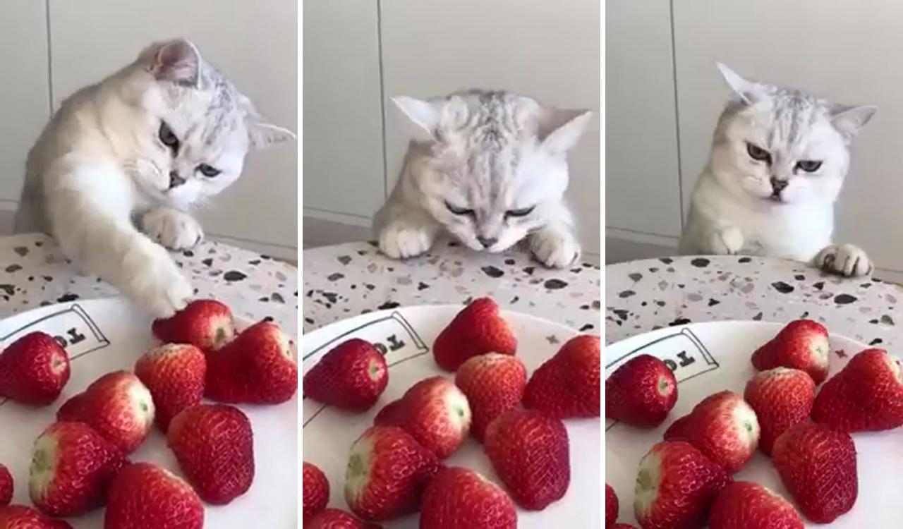 I want strawberries; cat info