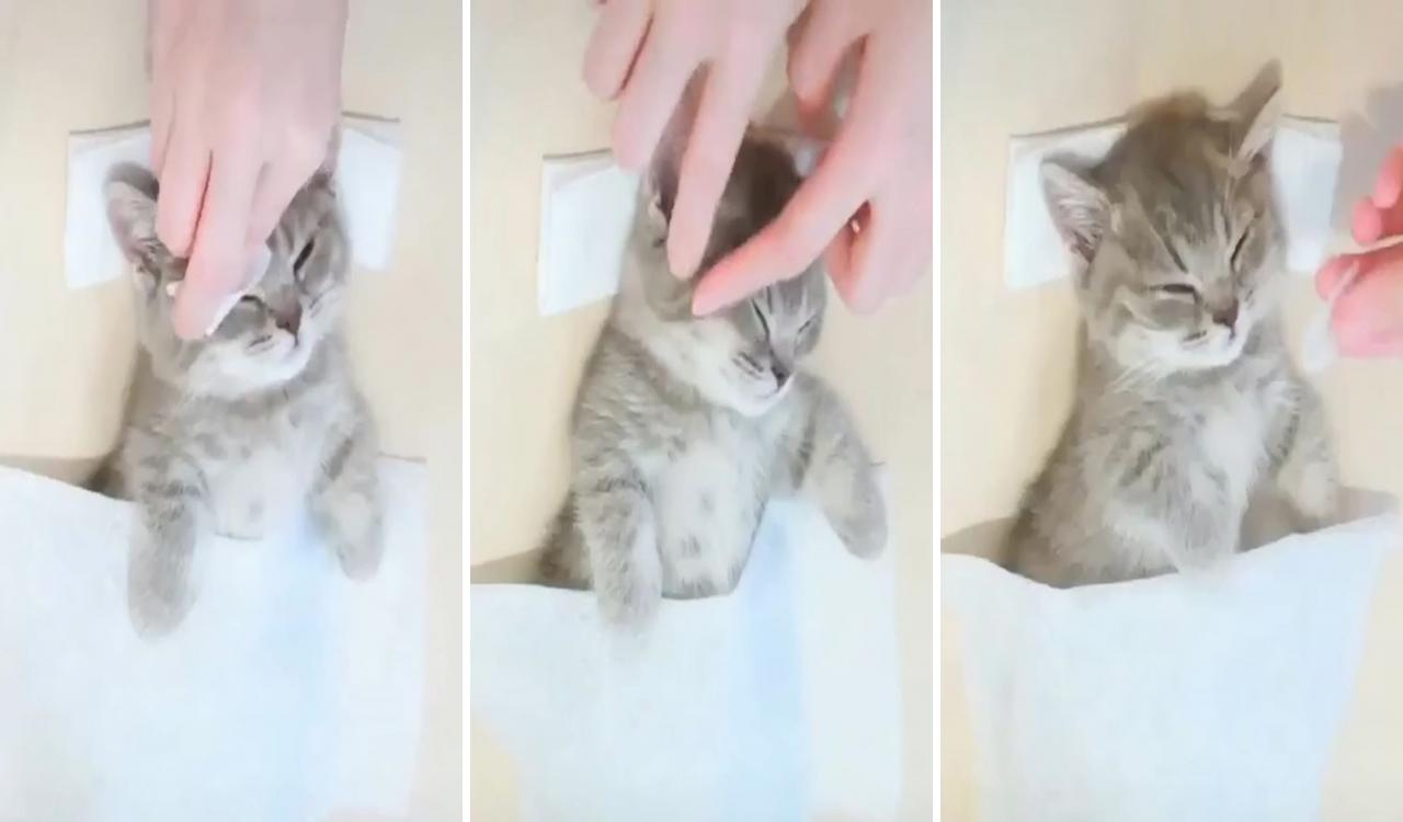 It's my massage time; cute baby cats