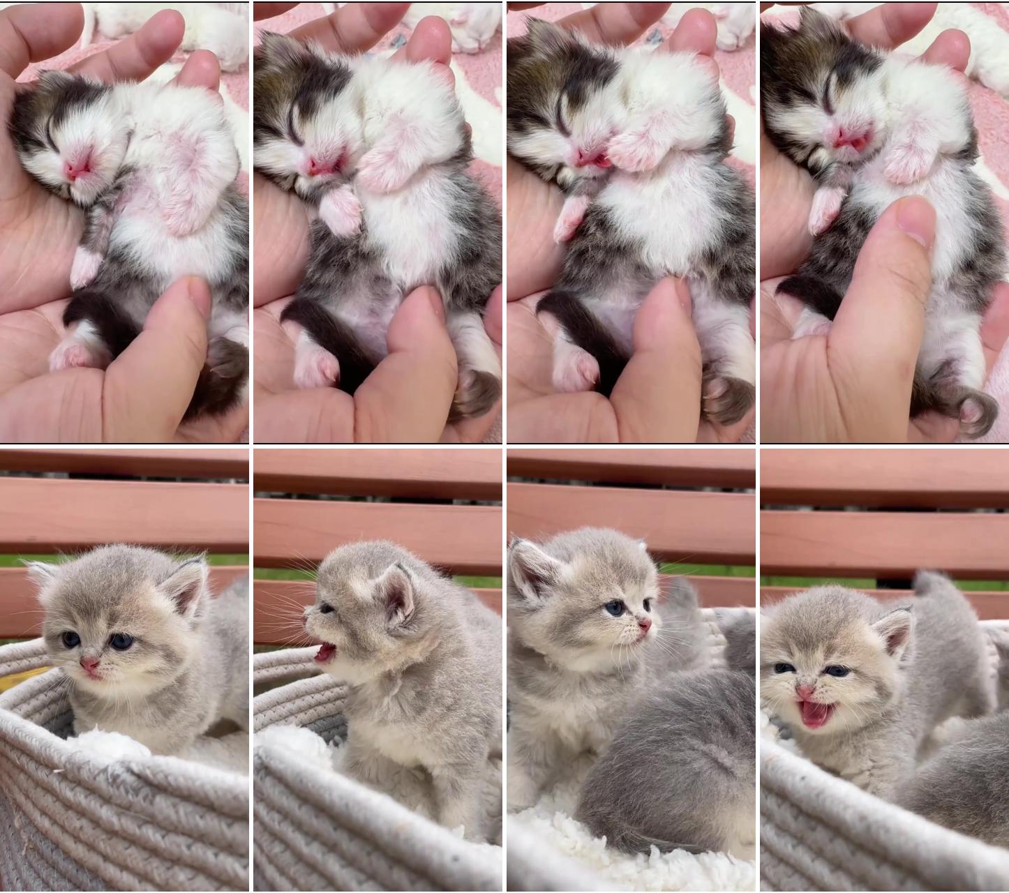 Kitten on the third day of life; small body, big voice #kitty#cat