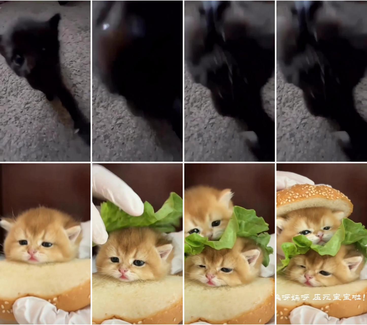 Kitty burger supreme see their unbothered faces; cute little kittens