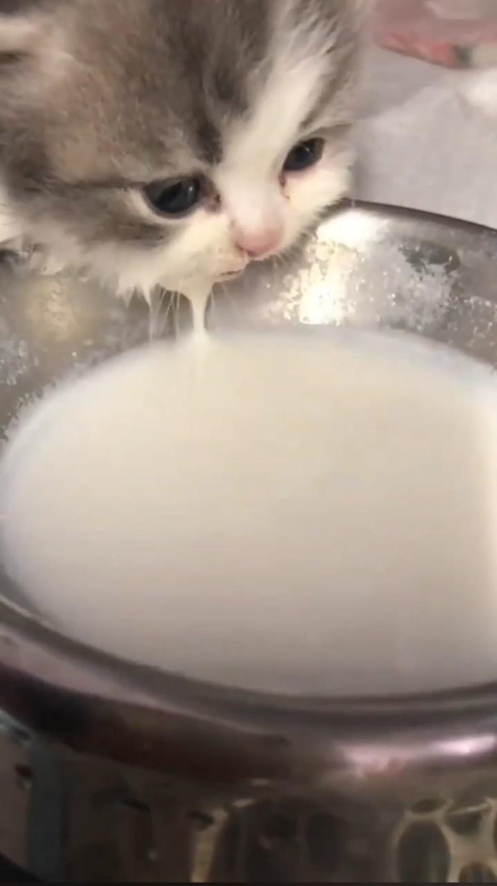 Kitty drinking milk ; funny cats and dogs