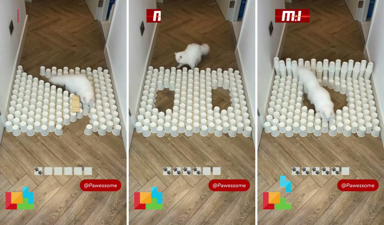 Mission impossible bootcamp meets tetris; cute baby cats