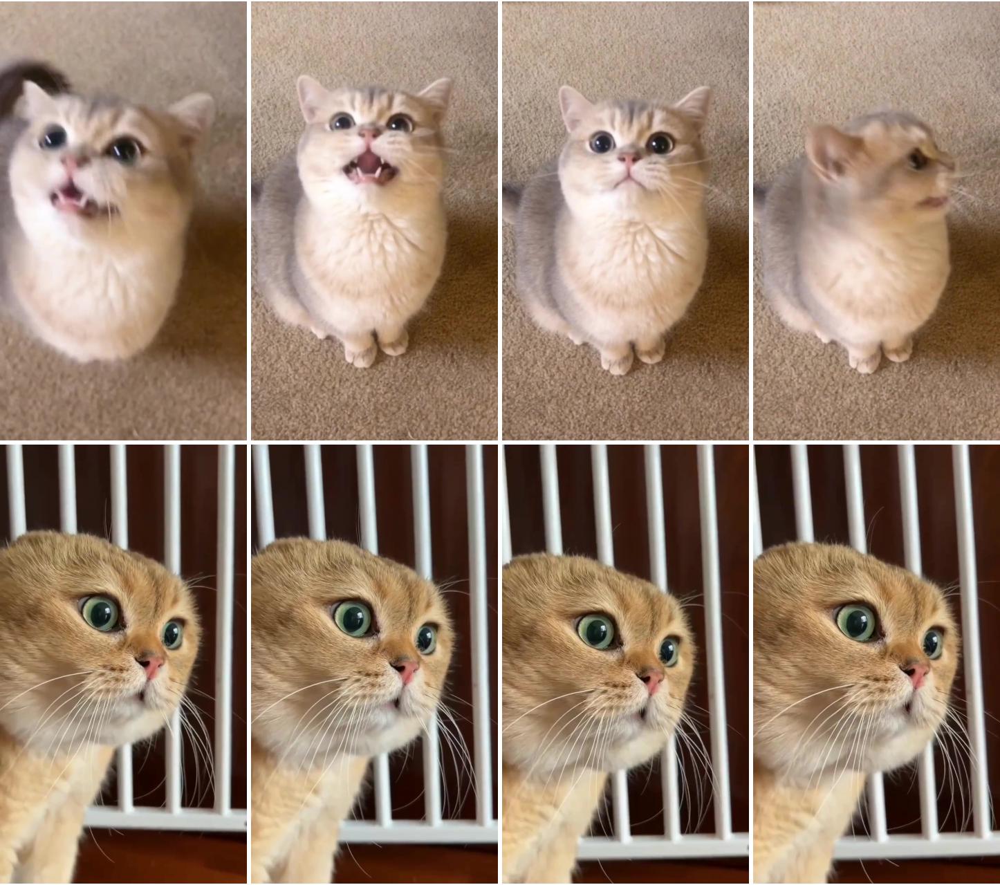 Mom i'm hungry; cute cat gif