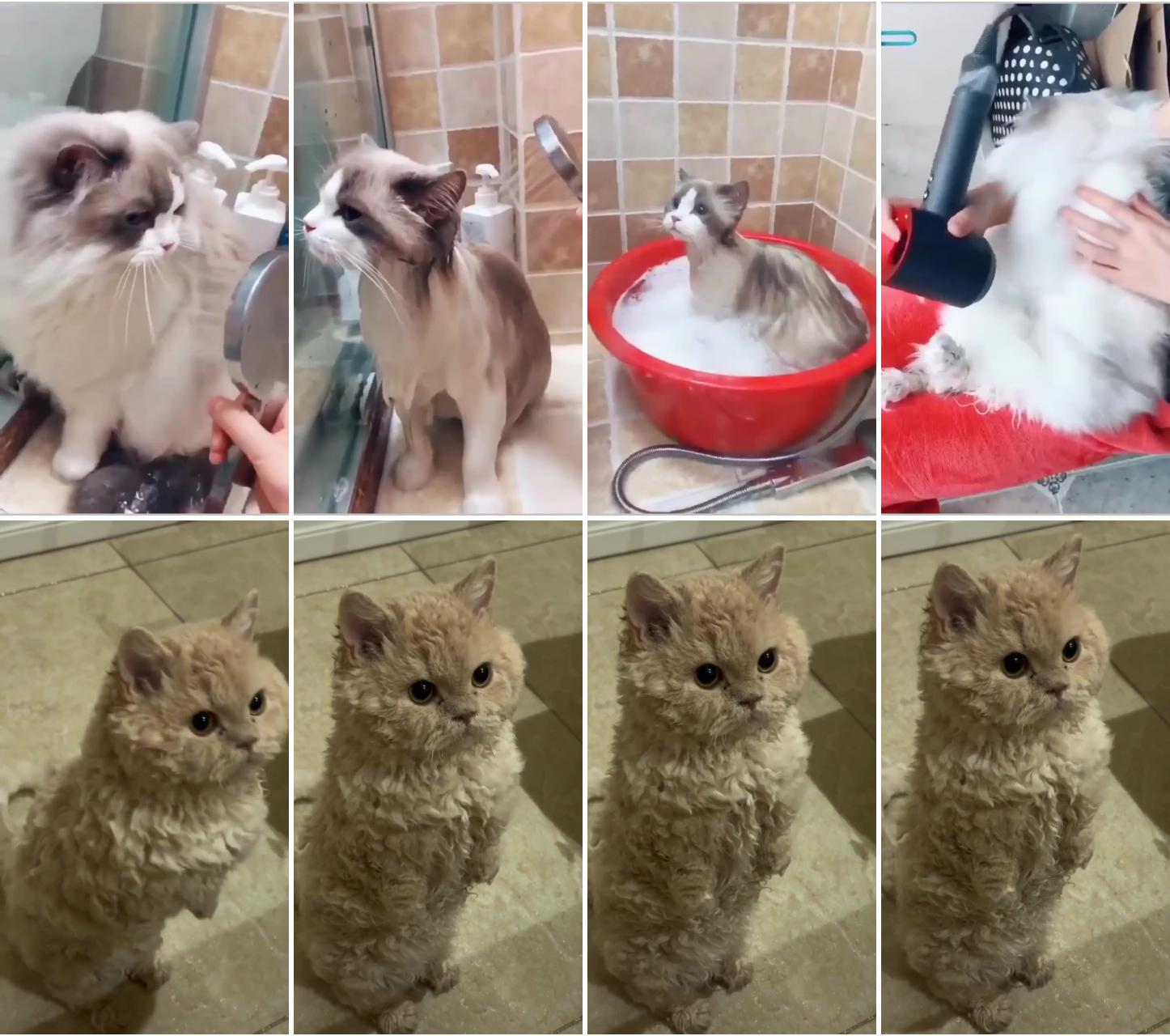 Now it's bath time. ; cute kittens